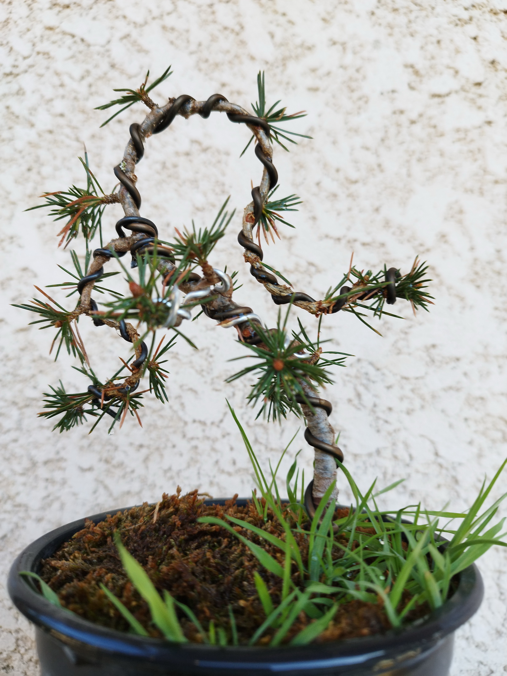 Photo du bonsaï : Pin des 1000 Lieux
