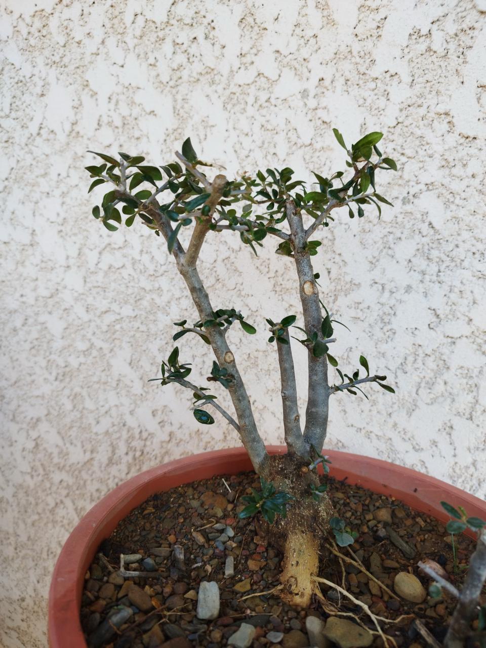 Photo du bonsaï : Olivier trappu