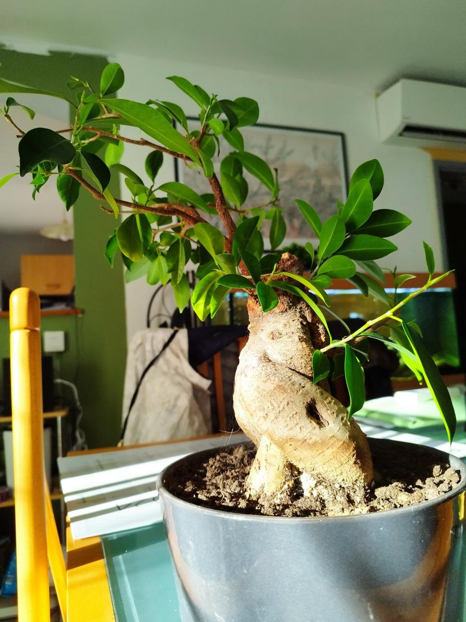 Photo du bonsaï : Ficus Ginseng