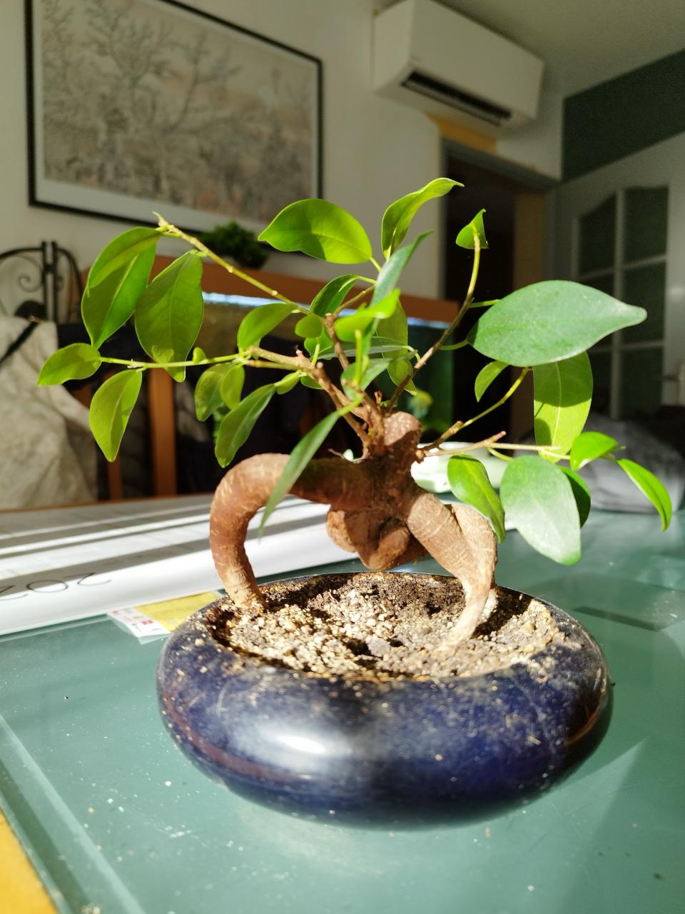 Photo du bonsaï : Ficus Ginseng 2