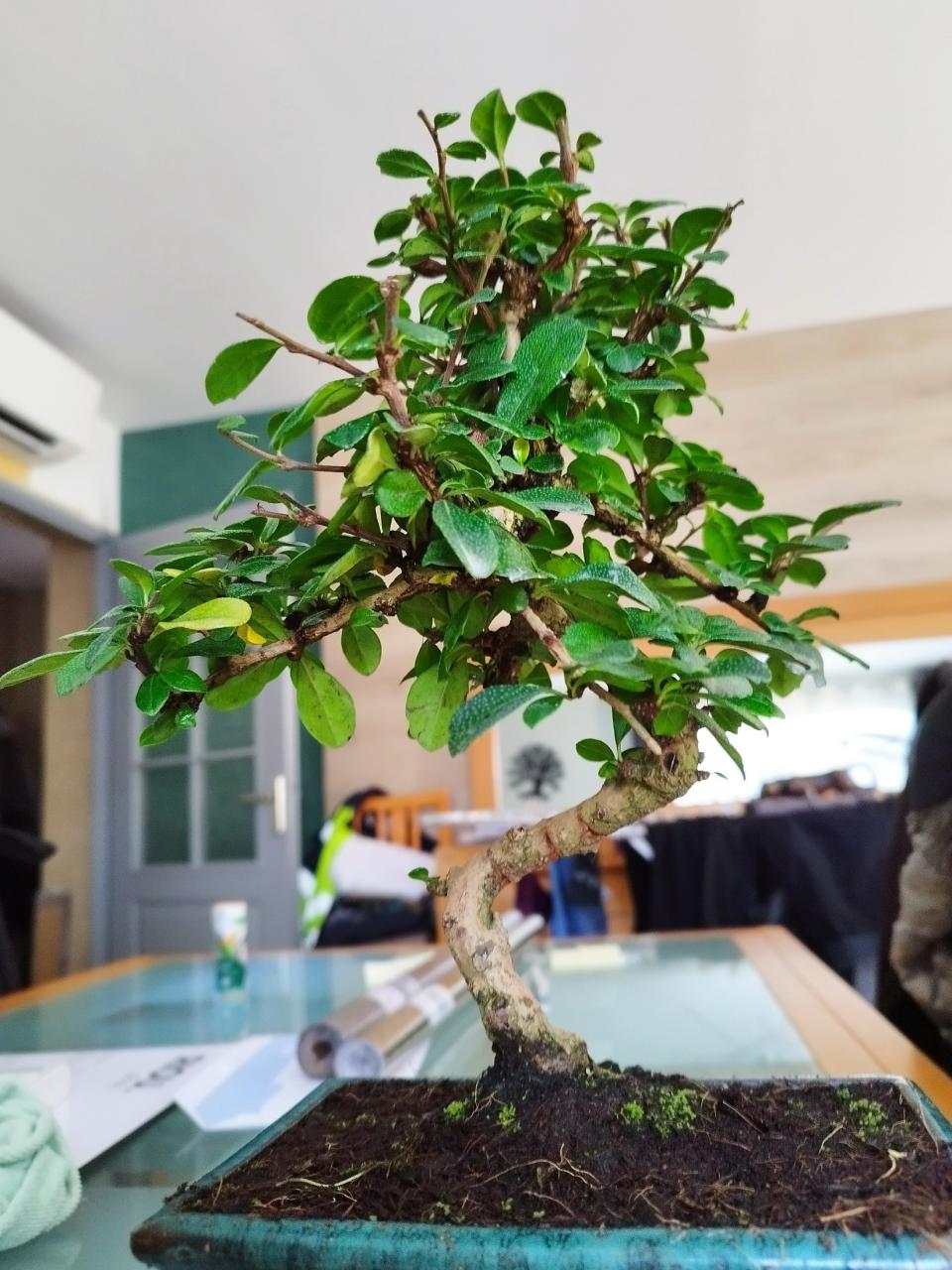 Photo du bonsaï : Carmona