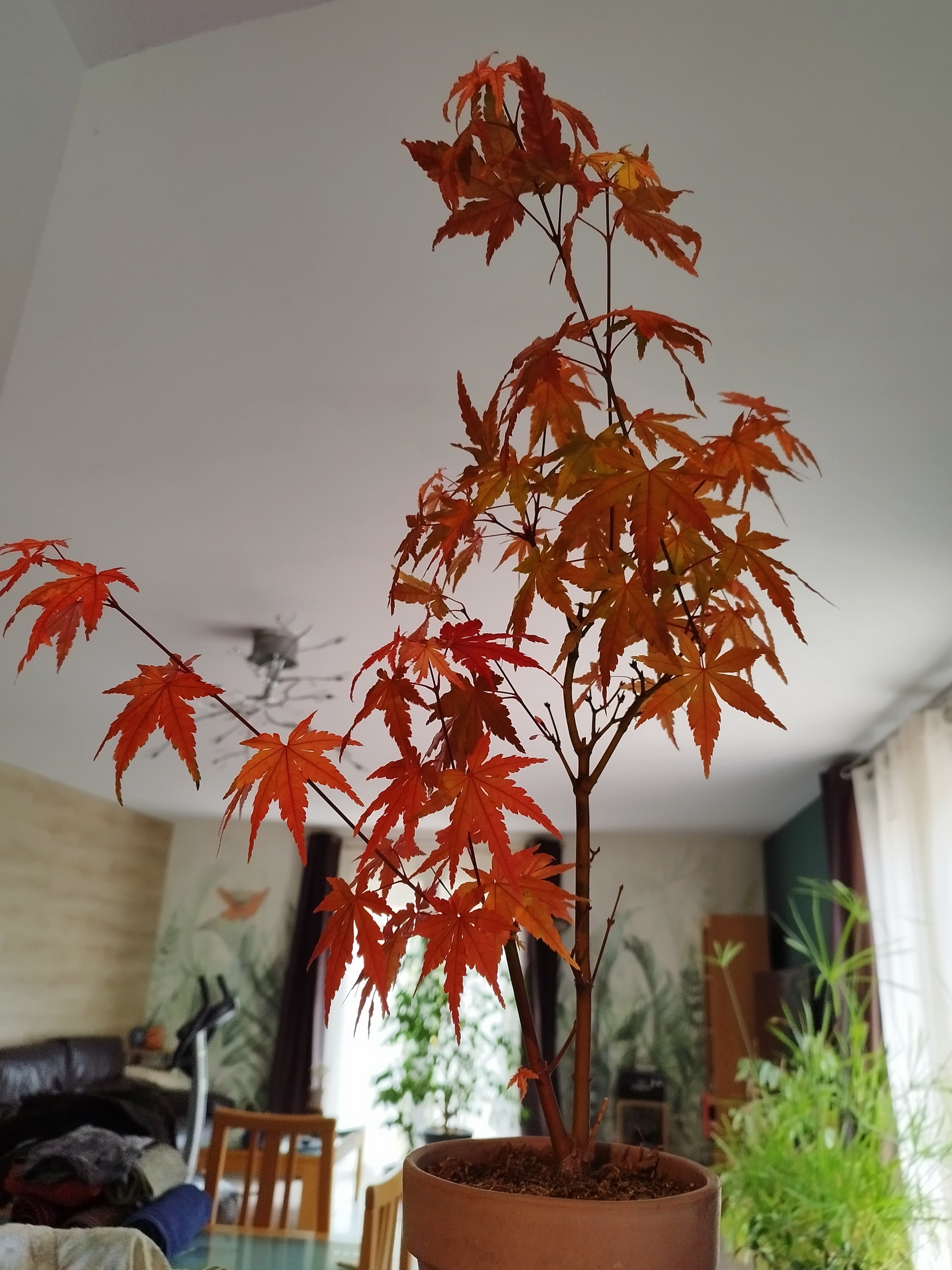 Photo du bonsaï : Erable du Japon
