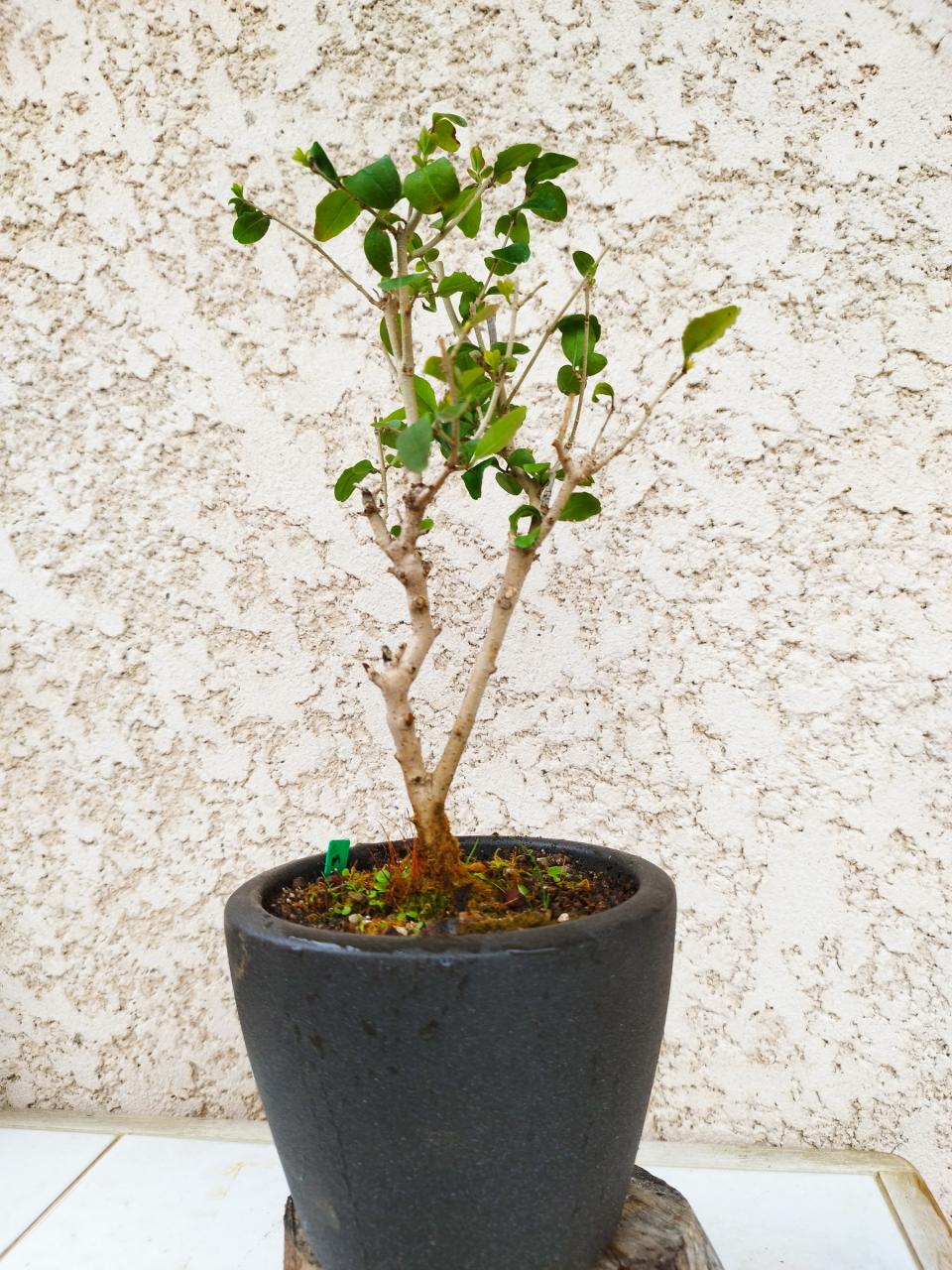 Photo du bonsaï : Troène de Chine