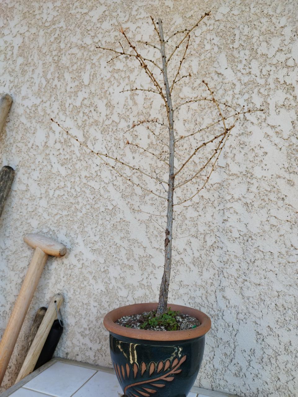 Photo du bonsai : Mélèze d'Europe