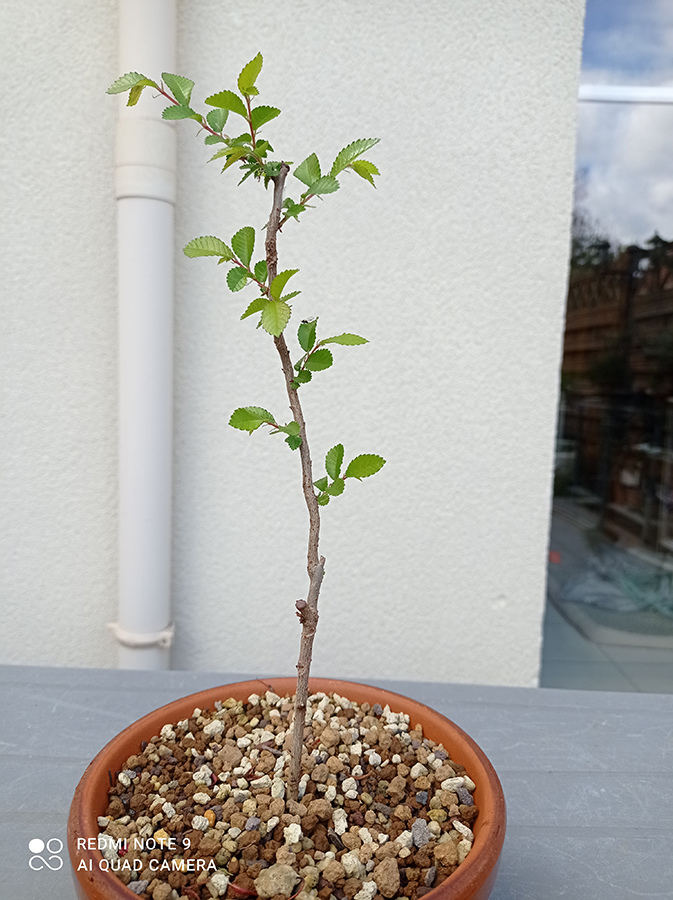 Photo du bonsai : 22042024