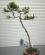 Photo : pin sylvestre062023