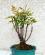 Photo : Nandina Bambou Sacr