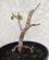 Photo : Prunus