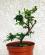 Photo : Pyracantha
